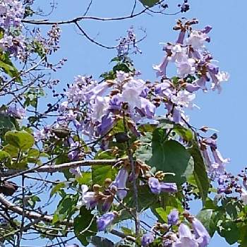 桐の花の画像 by かすみそうさん | お出かけ先と桐の花とチーム・ブルーNo.120とリフレッシュ♡と青い花マニアとチーム・ブルーといやし♪と紫のお花