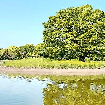 水のある風景の画像 by おかゆさん | お出かけ先と昭和記念公園と新緑とお出かけ先にてと国営昭和記念公園と水のある風景と大きな木と自然美