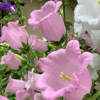 カンパニュラ（風鈴草）の画像 by Hi〜さん | 小さな庭とカンパニュラ（風鈴草）と19日はピンクの日といつもありがとう♡とフウリンソウの花とカンパニュラ♡と大好物spzとピンクワールドへ ようこそとGSアダルトチームとチーム愛知と19日はピンクの日!と繋がりに感謝✨