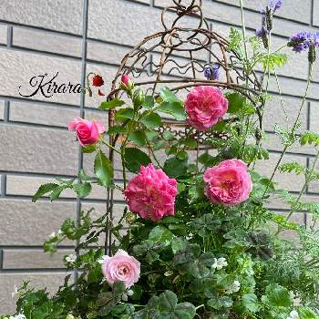 ミニ薔薇の画像 by キララさん | 玄関と寄せ植えとお花に癒されてとバコバ♡とラベンダー☆とアイアン鳥かごとクローバー☆と花のある暮らしと薔薇♪とシャビー☘️と花姿が魅力的とミニ薔薇