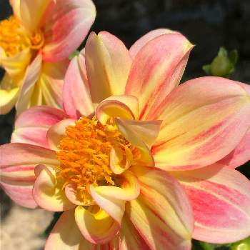 ダリアの花の画像 by きぬさん | お出かけ先とダリアの花とご近所散歩と19日はピンクの日!