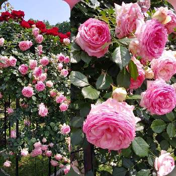 お散歩♪の画像 by 妖精さん | お出かけ先と薔薇　ピエールドゥロンサールとお散歩♪と春のお花とお気に入り♡と薔薇を楽しむと優しげなお花と華やか♡と花のある暮らしとロザリアンと素敵と可愛い♡