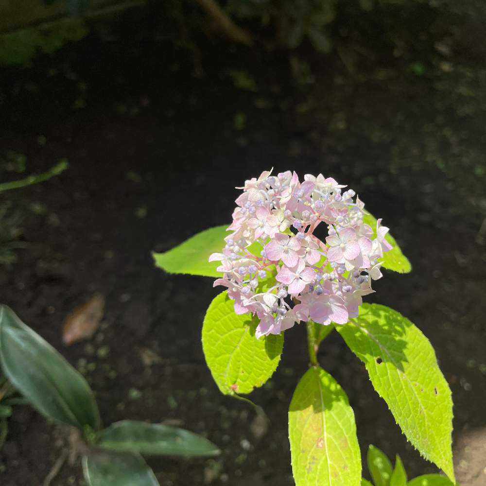 紫陽花のある庭 Greensnap グリーンスナップ 紫陽花のある庭 Greensnap グリーンスナップ