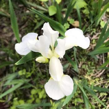 我が家の画像 by mokoさん | 畑とアイリスとスマホ撮影と風薫る五月と癒しと感謝と我が家と祈りとありがとうと綺麗と令和4年と可愛いと花のある暮らしとかわいいと白い花とiPhone撮影