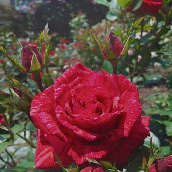 季節の花の画像 by C.Brushさん | バラとバラ レッド・インテューションとばら バラ 薔薇と季節の花と今日の一枚と赤い花と可愛いとバラ・ミニバラとバラを楽しむ