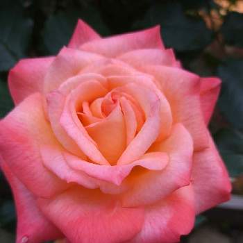 相模原北公園の画像 by Ringoさん | お出かけ先とバラと相模原北公園と❤️可愛いとピンクのばら