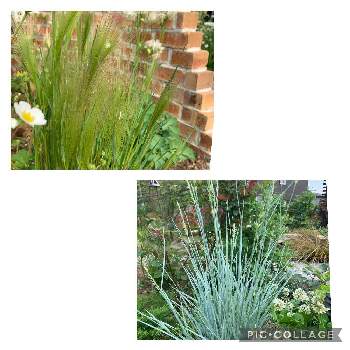 新潟の画像 by fuuhakuさん | 小さな庭と庭の花と花壇とGS映えとGS日和と植中毒と新潟とグラス類と植栽と庭の宿根草