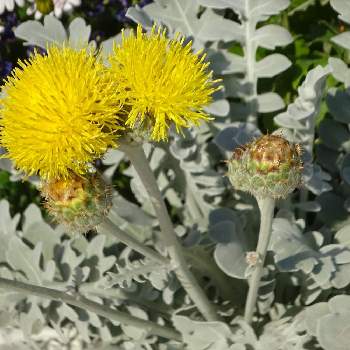 セントーレア マジックシルバーの投稿画像一覧 Greensnap グリーンスナップ