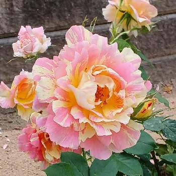バラの花壇の画像 by レッドさん | 花のある暮らしとバラの花壇と春色ピンクと19日ピンクの日
