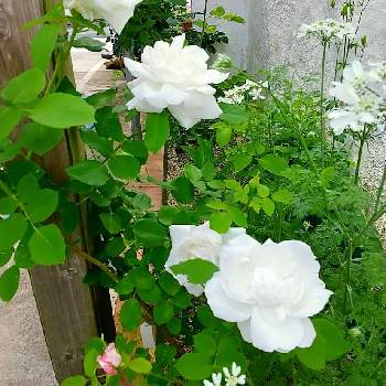 こぼれ種の画像 by ホワイトチョコさん | オルラヤとバラ フラウ・カール・ドルシュキとこぼれ種とガーデニングと花のある暮らしと白い花と薔薇♪と庭の宿根草