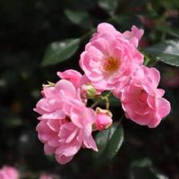 バラ,熊本,つぼみ,Canon EOS Kiss M,光合成の画像