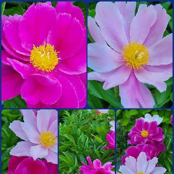 か〜わい〜の画像 by ひろさん | 小さな庭とシャクヤク( 芍薬 )とか〜わい〜と19日はピンクの日!