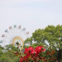 バラ,熊本,後ろ姿,Canon EOS Kiss M,光合成の画像