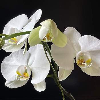 胡蝶蘭,キレイ☆,おうち園芸,白いお花,花のある暮らしの画像