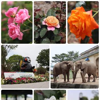熊本市動植物園の画像 by midoさん | お出かけ先と熊本とCanon EOS Kiss Mと光合成と横顔と花のある暮らしと熊本市動植物園とくまもと花と緑の博覧会