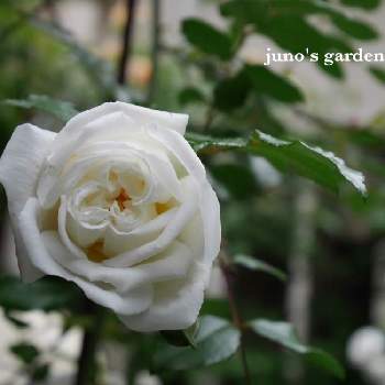 GSでバラ園の画像 by junoさん | 小さな庭とバラ アルベリックバルビエと一季咲きと薔薇愛同盟とno green no lifeとおうち園芸とバラ・オールドローズとGSでバラ園と花のある暮らしとバラ・ミニバラと中輪
