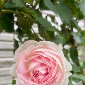 かわちいの画像 by rinrin♪さん | パシュミナとバラとバラはいいなぁとピンクの日とかわちいとピンクのブーケ(花束)と19日はピンクの日!とごっつご機嫌