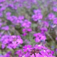 バーベナ,紫のお花,お出かけ先の画像