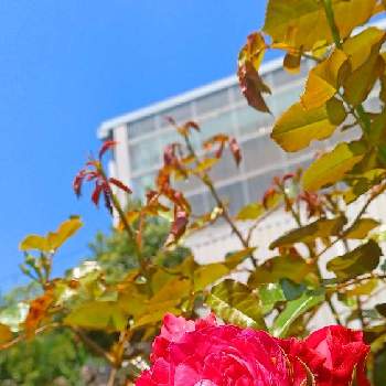 赤いばらの画像 by ハリネズミさん | 小さな庭と晴れ☀と赤いばらと面白い花とバラを楽しむと地植えの花