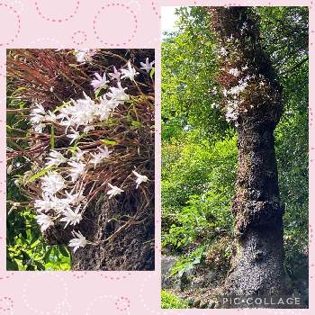 山野草の画像 by suihoさん | お出かけ先とセッコクと山野草と高尾山とお花大好き♡と花いろいろ
