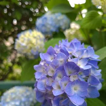 紫陽花  エンドレスサマーの画像 by しゅーまっはさん | 小さな庭と紫陽花  エンドレスサマーと紫陽花 アジサイ あじさい