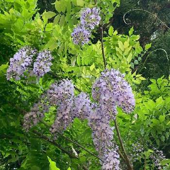 山藤の花の投稿画像一覧 Greensnap グリーンスナップ