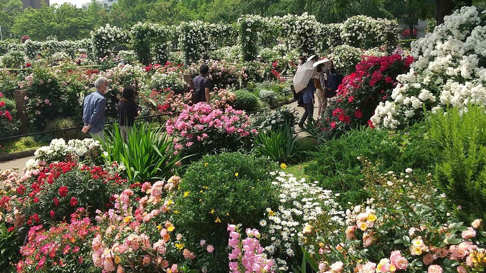 ラブローズさんの山下公園への投稿