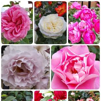 綺麗な色♡の画像 by Chieko☆さん | 薔薇♡と素敵✨✨✨と可愛い花と大好きと綺麗と私の庭と綺麗な色♡と可愛い♡