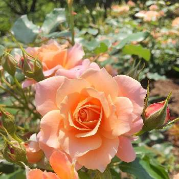 季節の花の画像 by C.Brushさん | バラ ボルデュールアブリコとバラとばら バラ 薔薇とオレンジ色の花と季節の花と今日の一枚と可愛いとバラ・ミニバラとバラを楽しむ