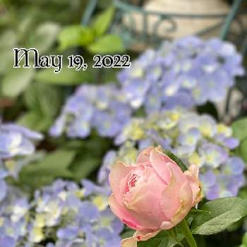 香りの良いバラの画像 by もみじさん | 小さな庭とバラ オール4ハートとラグランジア クリスタルヴェールと幸せとバラ 切花品種とばら バラ 薔薇と薔薇愛同盟とお庭の草花とPWときらまる印とバラのある暮らしとお家大好きと「PWラグランジアな瞬間」とありがとうと全部GSのせいだと香りの良いバラとアジサイ　紫陽花とバラが好きと小さな小さな庭と花のある暮らしとおうちで自然を感じると三種の神器と香りのバラとオール4ハート