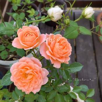 お迎えの画像 by けろけろさん | 小さな庭とスイートドリームとバラとシャーベットカラーとアプリコットオレンジとばら バラ 薔薇とオレンジ系とお迎えと❤️可愛い薔薇とオレンジ色とアプリコット色
