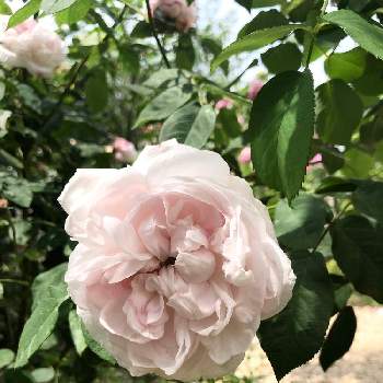 良い香りの画像 by kazuさん | 小さな庭とジュノーと薔薇と良い香りとバラ・オールドローズとOR