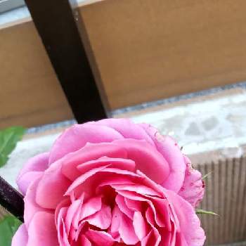 綺麗な色♡の画像 by Chieko☆さん | 薔薇♡とモコモコ印と素敵✨✨✨と可愛い花と私の庭と綺麗な色♡と可愛い♡