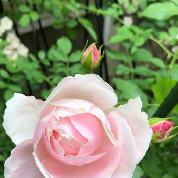 GSでバラ園の画像 by rupuさん | 小さな庭とバラ・ビエドゥとバラタニランとウクライナに平和をと薔薇愛同盟とがんばれ！がんばれ！とありがとう♡とシェードガーデンとピンク❤︎ピンクとおうち園芸とGSでバラ園とかわいいな♡とななちち印と埼玉県さいたま市