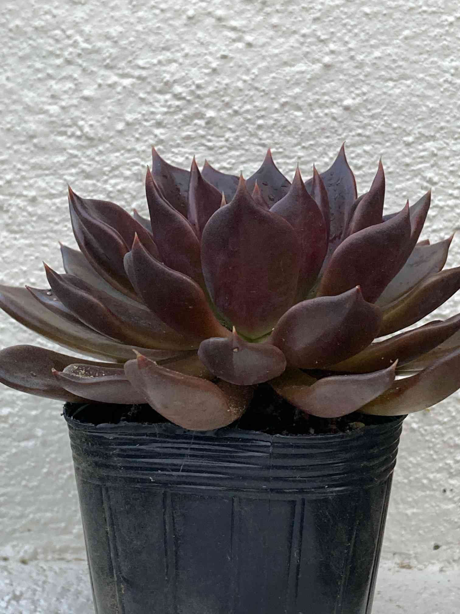 多肉植物 ブラックプリンス♡抜き苗(^○^) ブラックプリンス カット苗 黒ポット試育｜🍀GreenSnap（グリーン