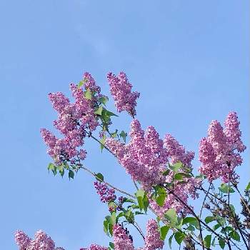 春の訪れの画像 by 花土葉さん | お出かけ先とピンクの花と春の訪れとお疲れ様でしたとライラック❤︎