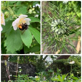 里山暮らしの画像 by miyukiさん | 小さな庭とコロナウイルスの終息を願う！と山野草大好きと花のある暮らしと里山暮らしと青空