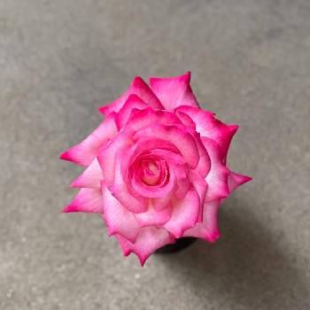 癒しの画像 by Keikoさん | 薔薇と癒しとピンクの花と花のある暮らしとお花大好き♡