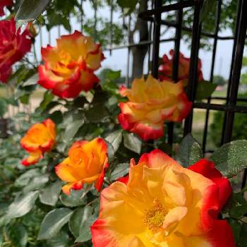 バラ   チャールストンの画像 by buchiさん | お出かけ先とバラとバラ   チャールストンとお花を楽しむとわれら17年組と庄堺公園と初夏の花たちとGS映えといい感じ♪♪とGS日和と今日の一枚と緑のある暮らしと美しいと花のある暮らし