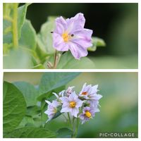 インカのめざめ,キタアカリ,根野菜,野菜の花,紫色の花の画像