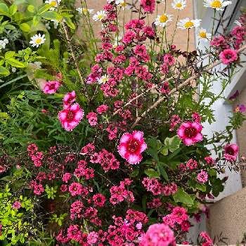 小さな庭❀の画像 by まーぶるさん | 小さな庭とギョリュウバイとノースポールとナデシコとノースポール。とギョリュウバイ ピンクとガーデニングと花のある暮らしと小さな庭❀となでしこ  撫子  ナデシコとピンクの日