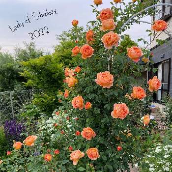 オレンジ色の画像 by ぴちぴちぴーちさん | 小さな庭とバラのアーチと春のお花とバラ・シュラブローズと春の庭とイングリッシュ・ローズとオレンジ色