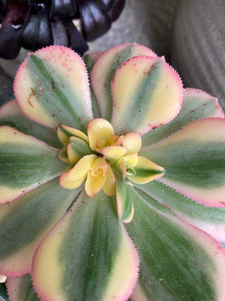 アエオニウム スターバースト成長記録｜🍀GreenSnap（グリーンスナップ）