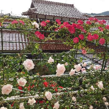 幸せな日の画像 by 天空のバラの五線譜さん | 小さな庭と幸せな日と立体的な庭造りとおうち園芸とアーチ・トンネルとイングリッシュガーデンと花のある暮らしとバラ・ミニバラと花色癒し