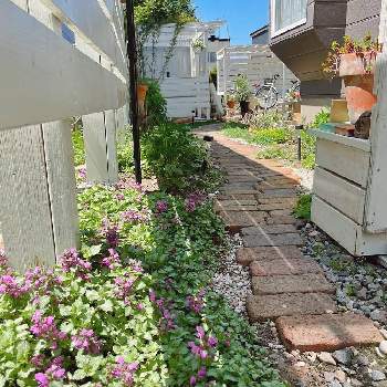 ラミウム,お庭のお花,ウッドフェンスDIY,鉢植え,花いろいろの画像