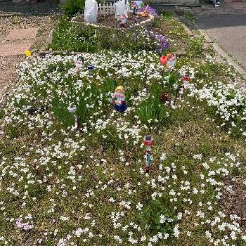 セラスチュームの画像 by あみいさん | 小さな庭と芝桜とセラスチュームとまだまだ初心者と元気に育ててますよと小さな小さな庭と花のある暮らしと北海道