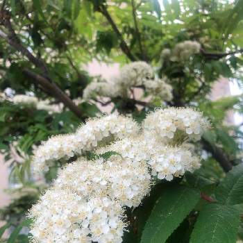 札幌の画像 by まなさん | お出かけ先とナナカマドと開花中と札幌と樹木の花