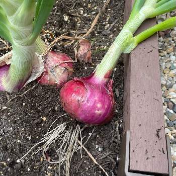 紫玉ねぎの画像 by ＊うさぎがーでん＊さん | 畑と紫玉ねぎと家庭菜園とお野菜