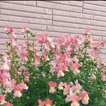 ネメシア メーテルの画像 by caramelさん | 小さな庭とネメシア メーテルと寄せ植えと地植えと花壇とガーデニング