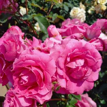 神代植物公園の画像 by ななみんさん | お出かけ先とバラ、薔薇、ばらとバラ うららと癒される♡と毎日ピンクの日と美しいと神代植物公園と19日はピンクの日!
